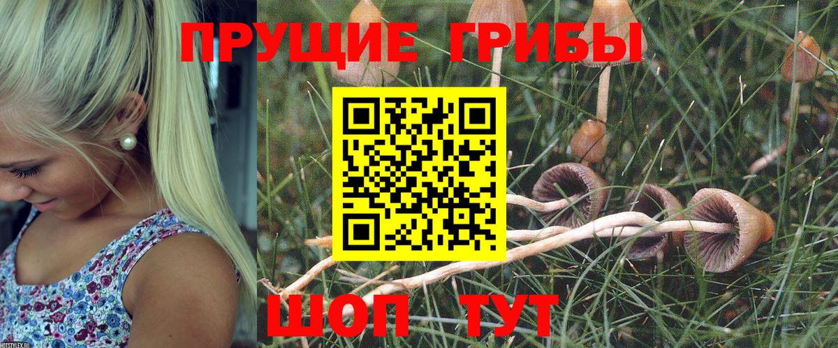 Псилоцибиновые грибы мицелий Александров