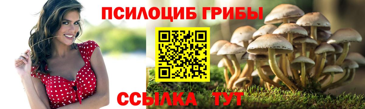 Александров  Псилоцибиновые грибы Psilocybine cubensis  Псилоцибиновые грибы мицелий  Вход с VPN 